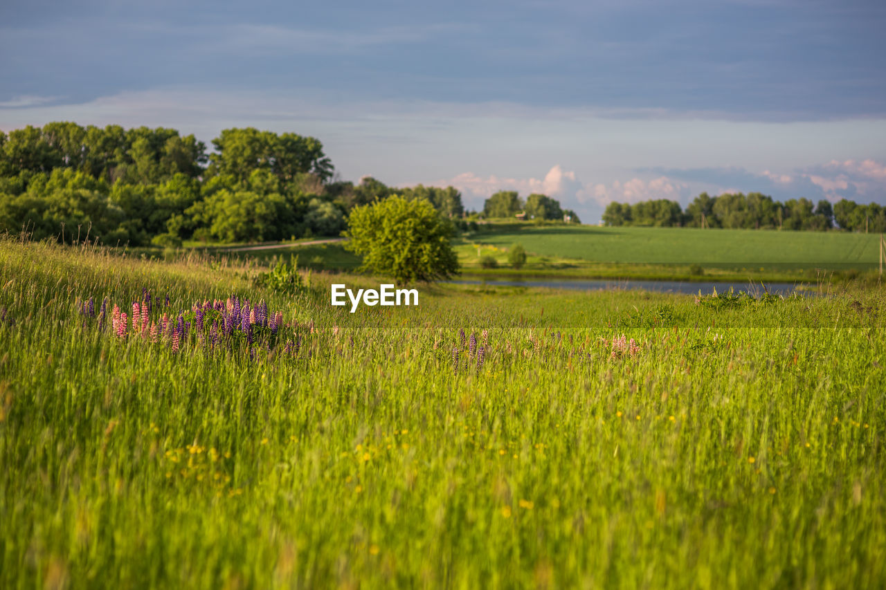 Scenic view of grassy field against sky