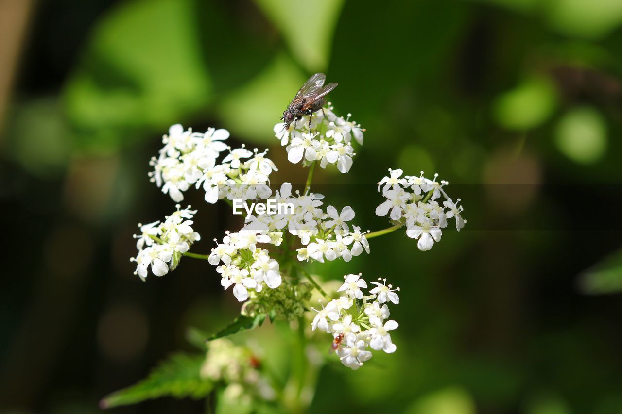 CLOSE-UP OF WHITE FLOWERS ON PLANT OUTDOORS