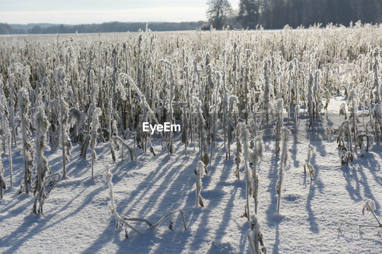 PANORAMIC SHOT OF SNOW ON LAND