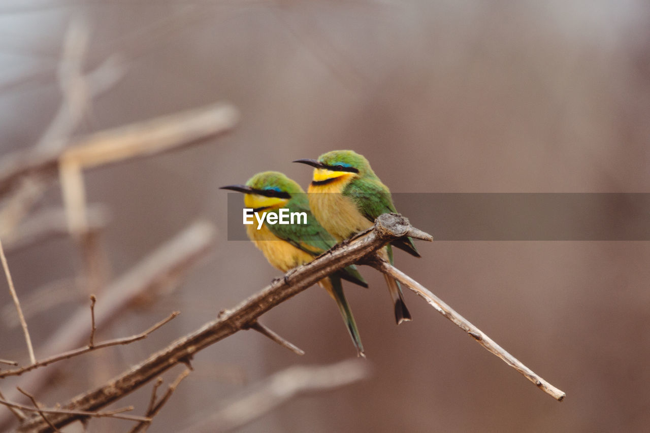 CLOSE-UP OF BIRD PERCHING ON TWIG