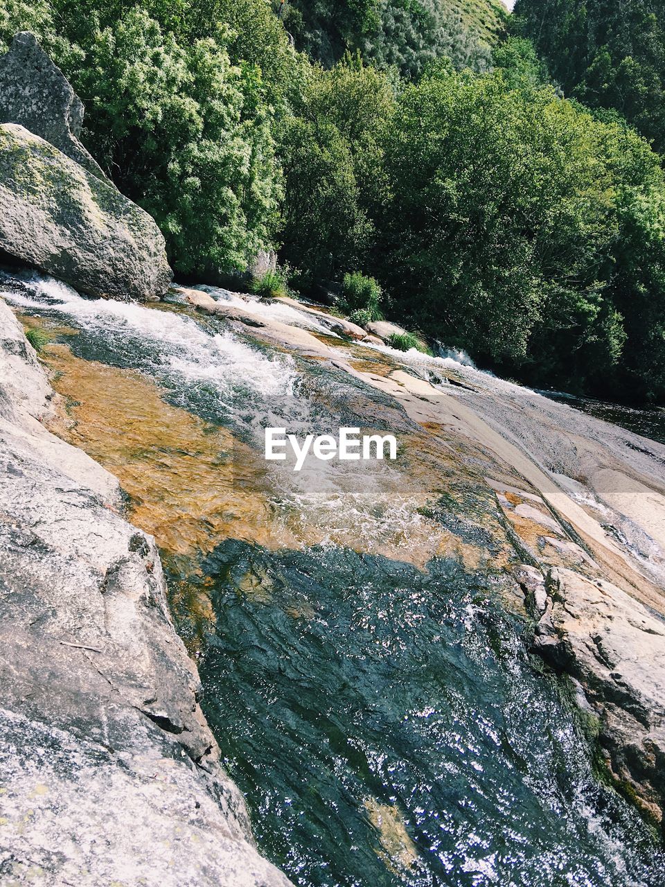 SCENIC VIEW OF RIVER FLOWING THROUGH TREES