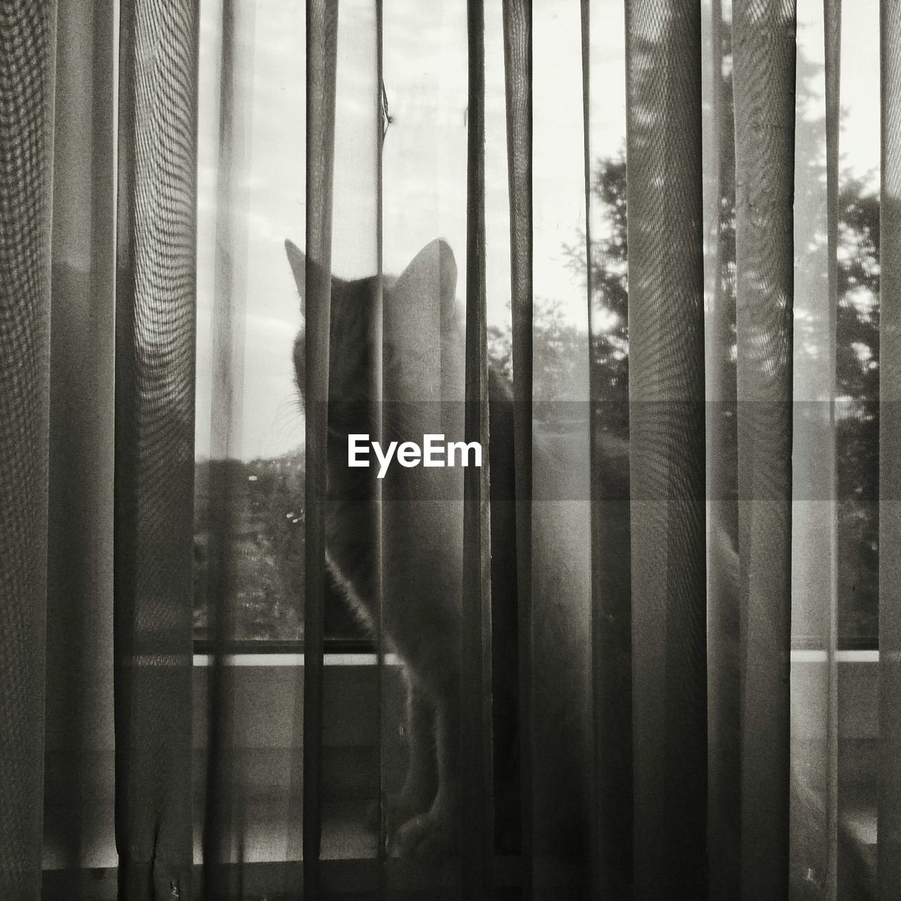 CLOSE-UP OF BLACK CAT LOOKING THROUGH WINDOW