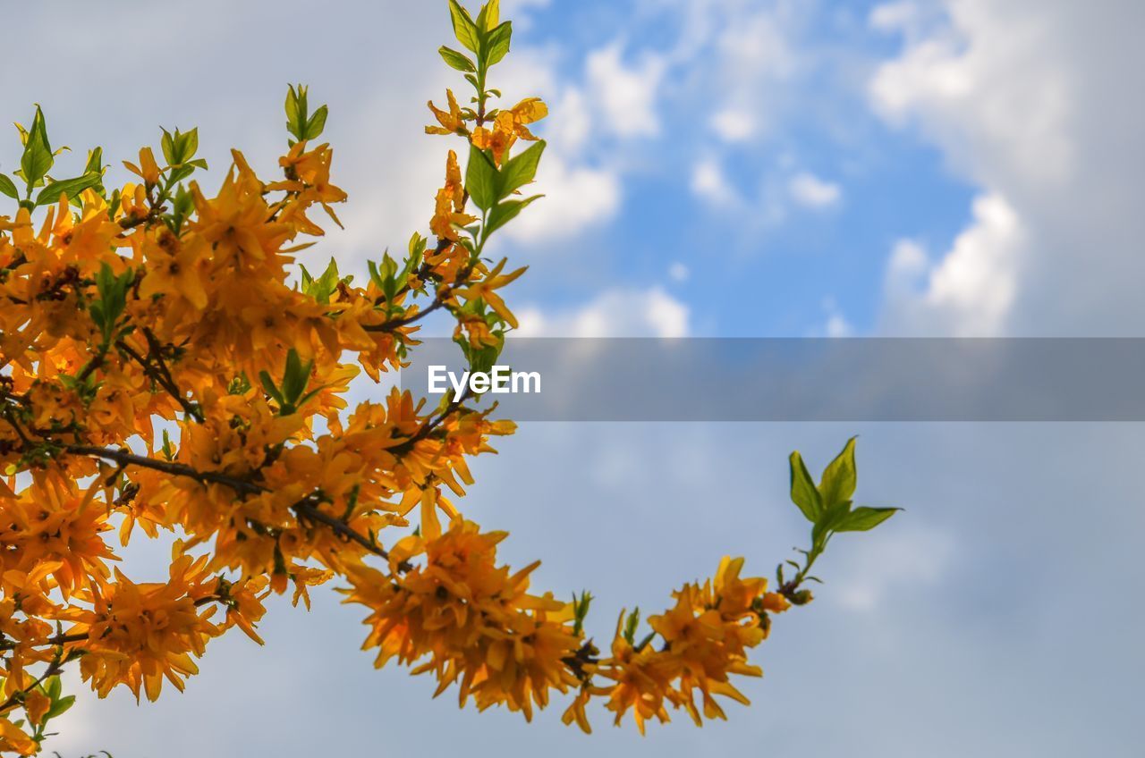 Low angle view of maple tree against sky