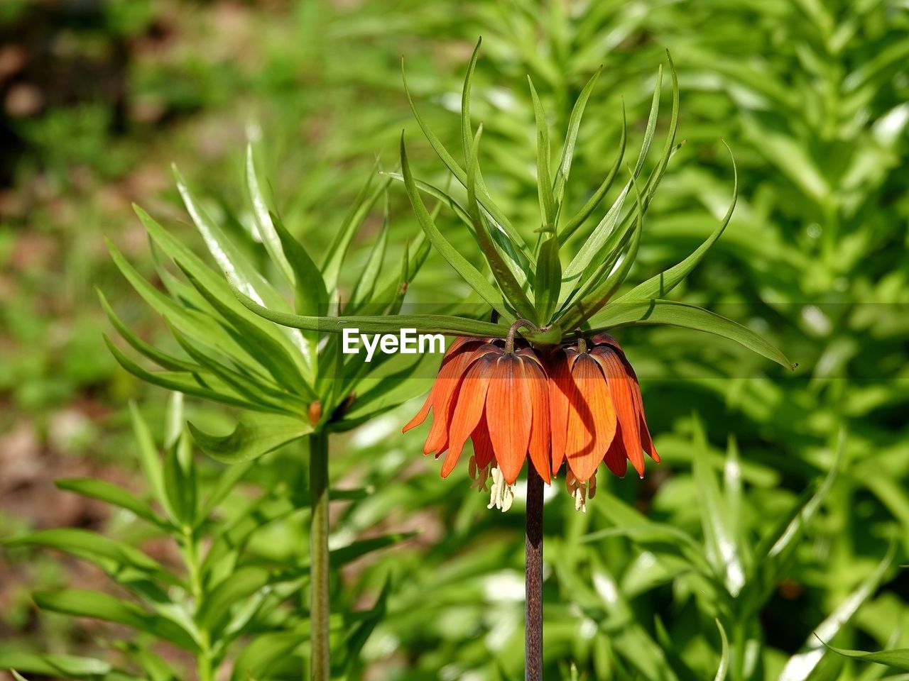 Close-up of insect on plant