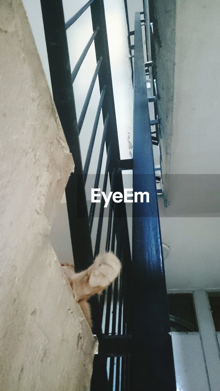 Low angle view of staircase with cat tail
