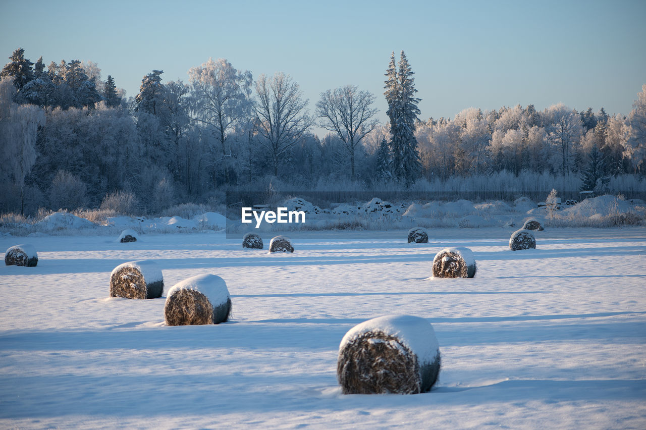 winter, snow, cold temperature, bale, landscape, nature, environment, tree, hay, plant, sky, land, scenics - nature, ice, beauty in nature, rural scene, freezing, no people, frozen, agriculture, tranquility, tranquil scene, morning, field, water, farm, animal, blue, animal themes, outdoors, non-urban scene, wildlife, animal wildlife, day, frost
