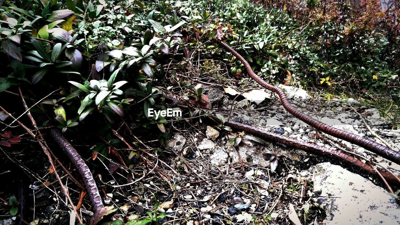 High angle view of plants growing on field