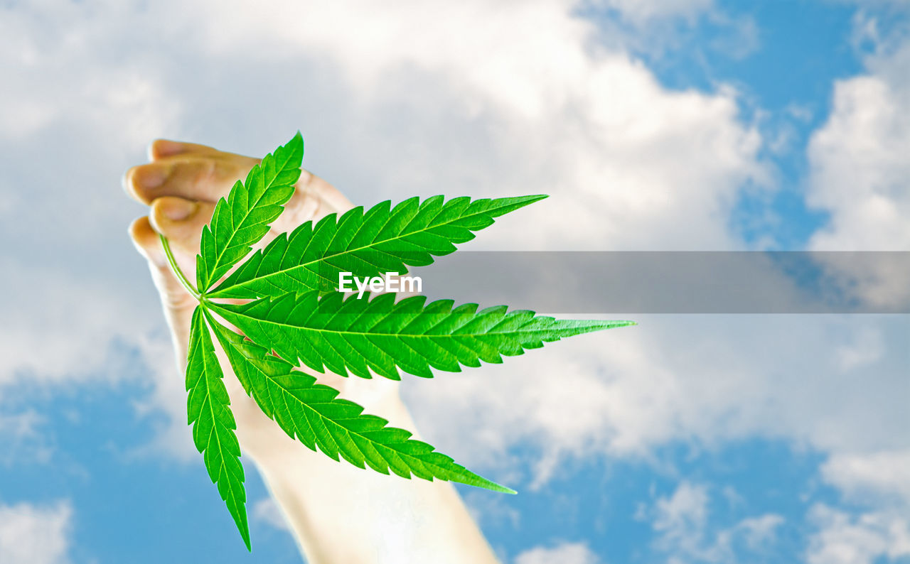 CLOSE-UP OF PLANT LEAVES AGAINST SKY