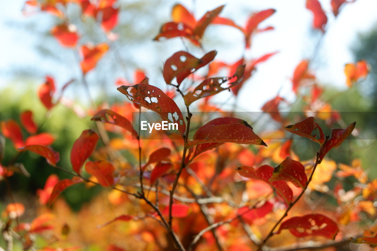 autumn, leaf, plant part, plant, nature, red, beauty in nature, tree, branch, flower, no people, environment, outdoors, focus on foreground, orange color, close-up, day, sky, multi colored, landscape, land, maple leaf, tranquility, maple tree, shrub, scenics - nature, maple, growth, sunlight, selective focus, vibrant color, autumn collection