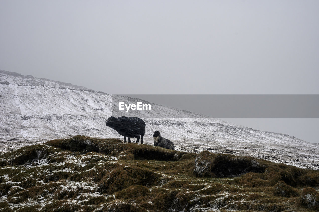 View of two sheep on snowcapped mountain against sky.