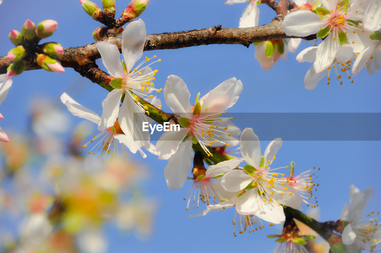 Low angle view of almond blossoms against sky