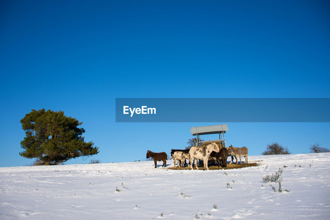 Donkeys in the snow