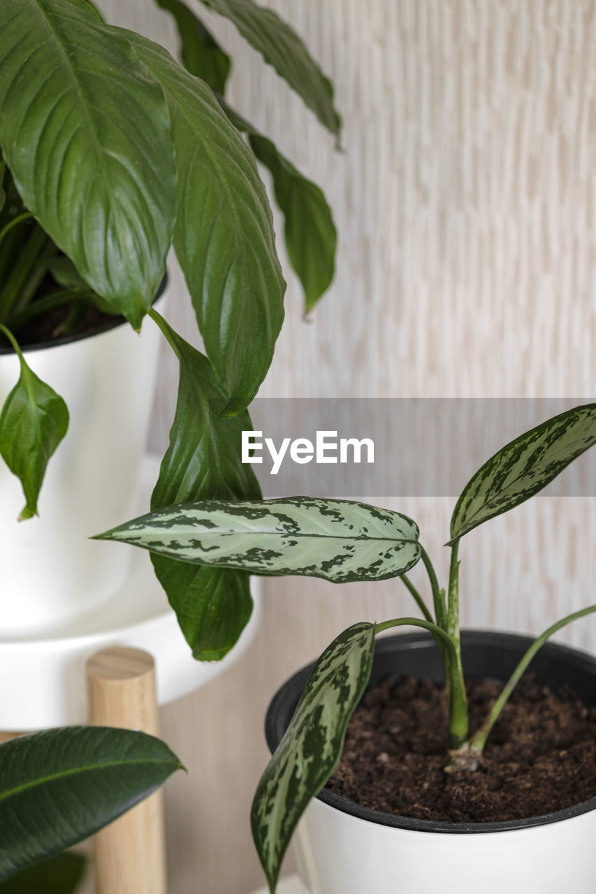 Close-up leaves of aglaonema plant. home plants care concept. 