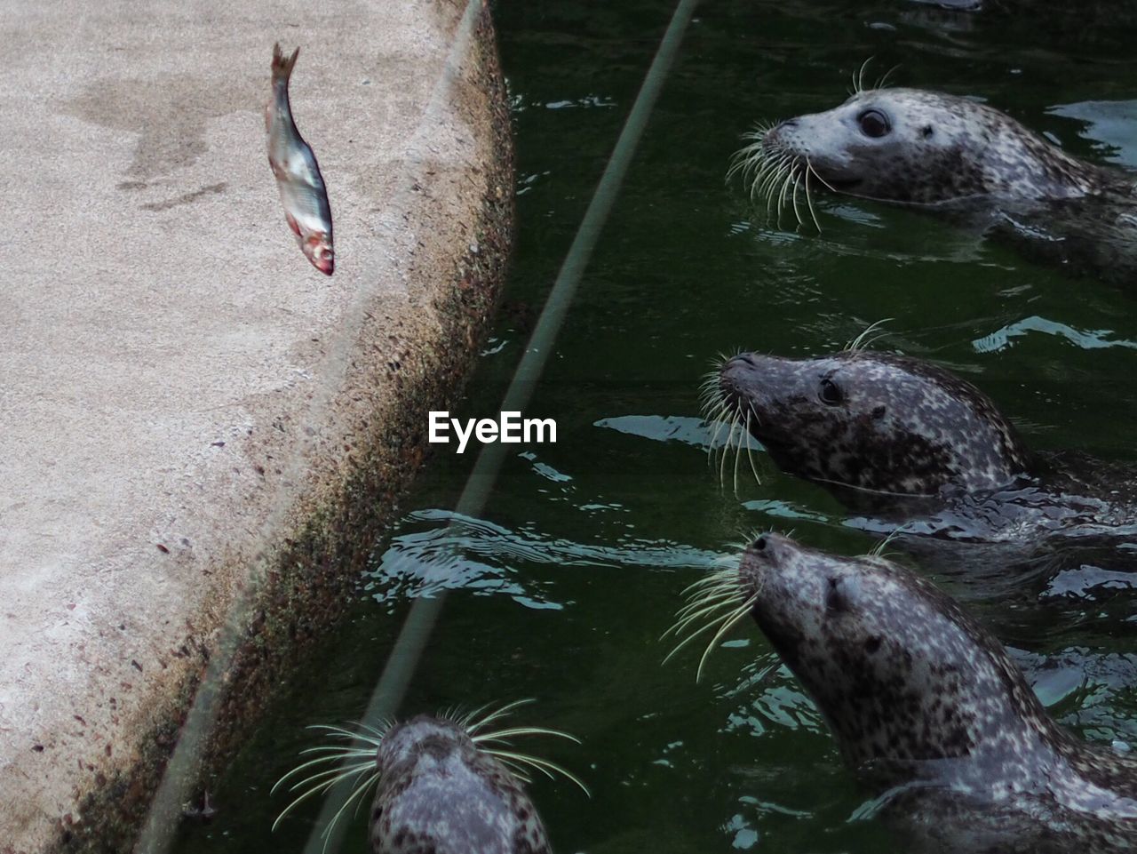 Harbor seals swimming in water by dead fish