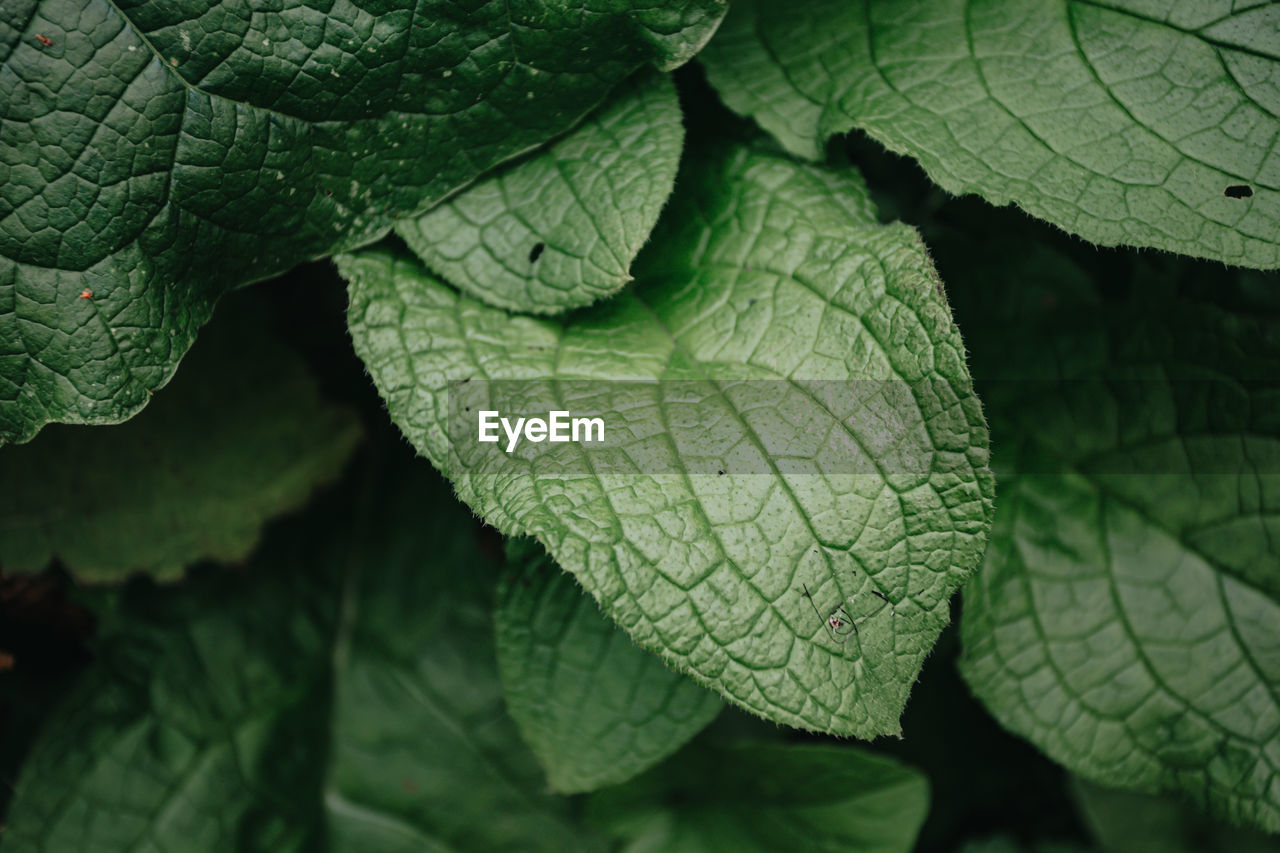 Full frame shot of leaves