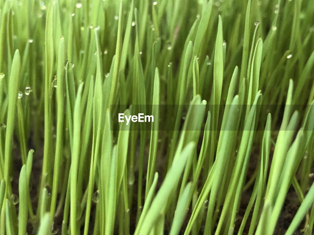 green, grass, plant, growth, full frame, backgrounds, wheatgrass, no people, plant stem, close-up, nature, freshness, beauty in nature, lawn, leaf, day, branch, food and drink, food, outdoors, field