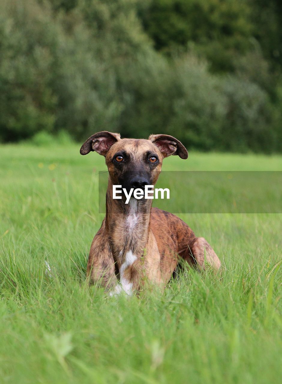 PORTRAIT OF DOG ON GRASS