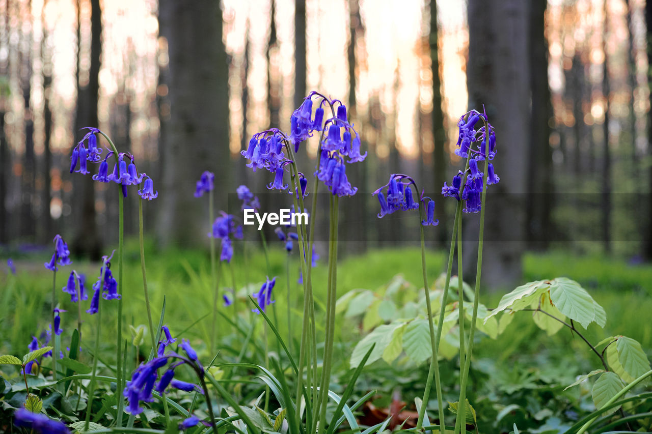 Close-up of purple flowers blooming outdoors