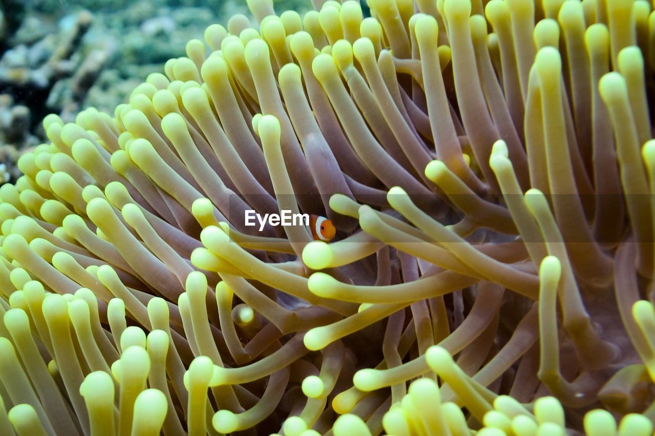 CLOSE-UP OF CORAL ON SEA