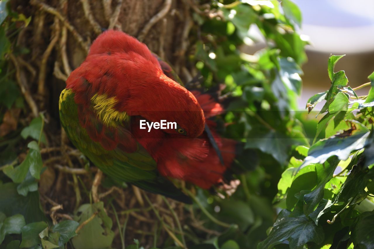 CLOSE-UP OF PARROT PERCHING ON PLANT