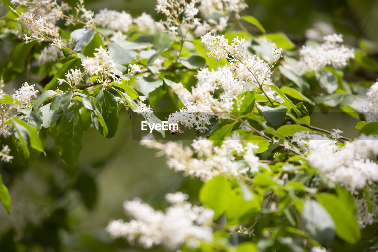 CLOSE-UP OF WHITE FLOWERING PLANT WITH FLOWERS