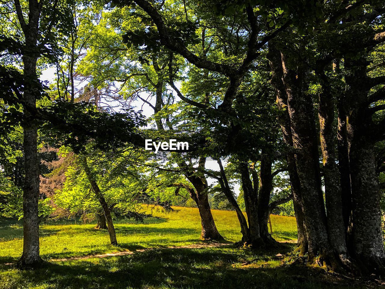 TREES ON FIELD