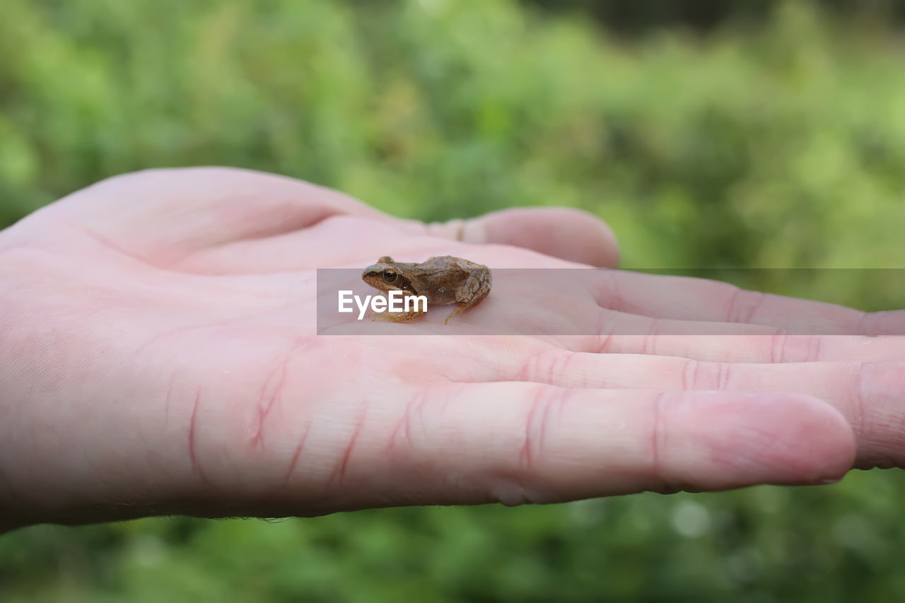 CLOSE-UP OF A HAND HOLDING A LIZARD ON LEAF