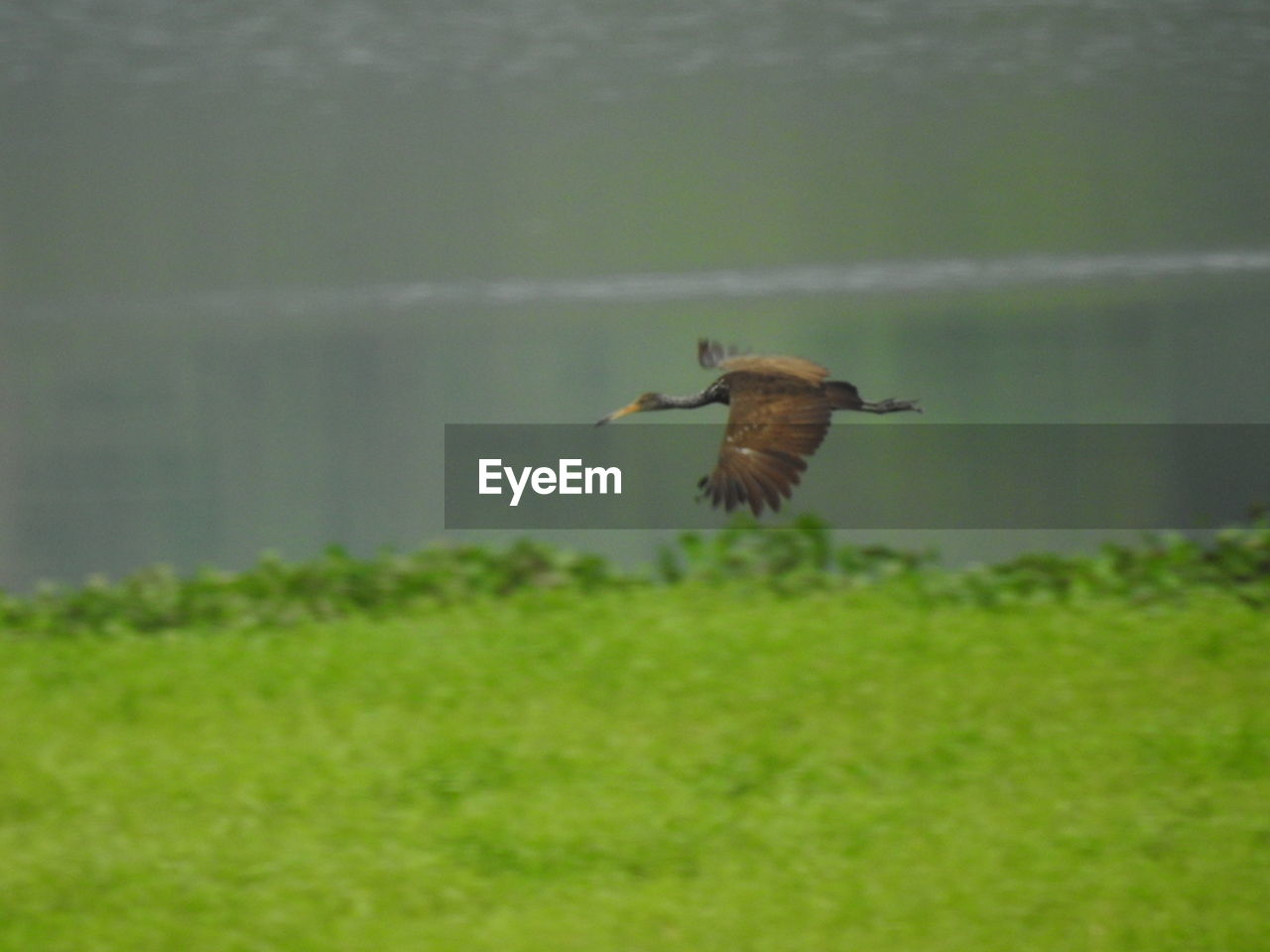 BIRD FLYING OVER GRASS