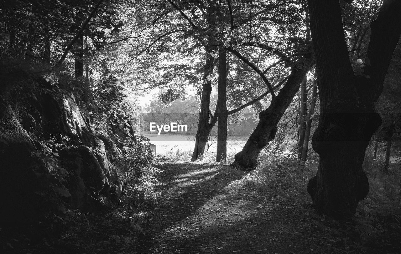 Trees in forest