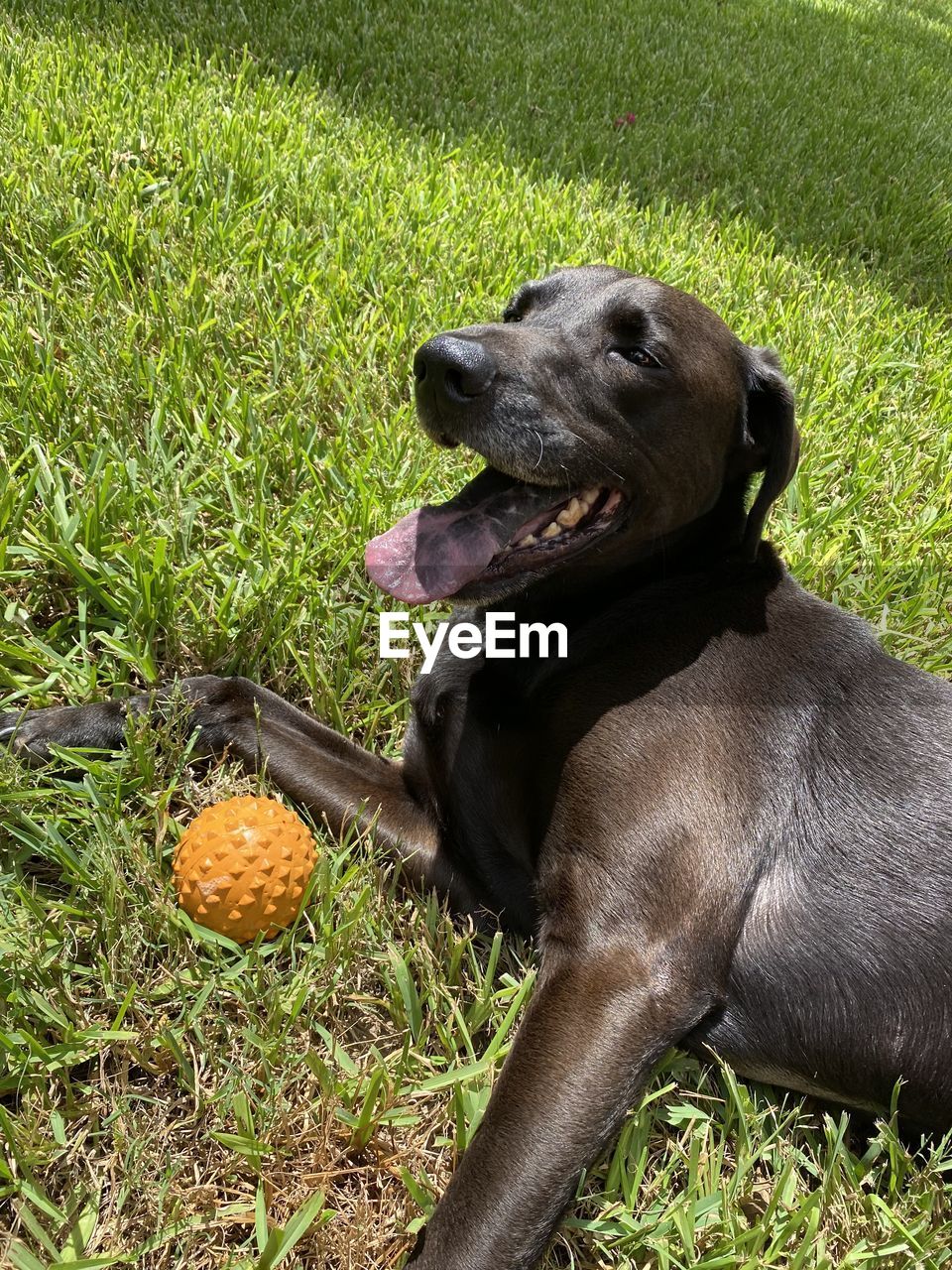 animal themes, animal, pet, mammal, dog, one animal, grass, domestic animals, plant, canine, puppy, green, no people, nature, high angle view, day, field, black, land, outdoors, carnivore