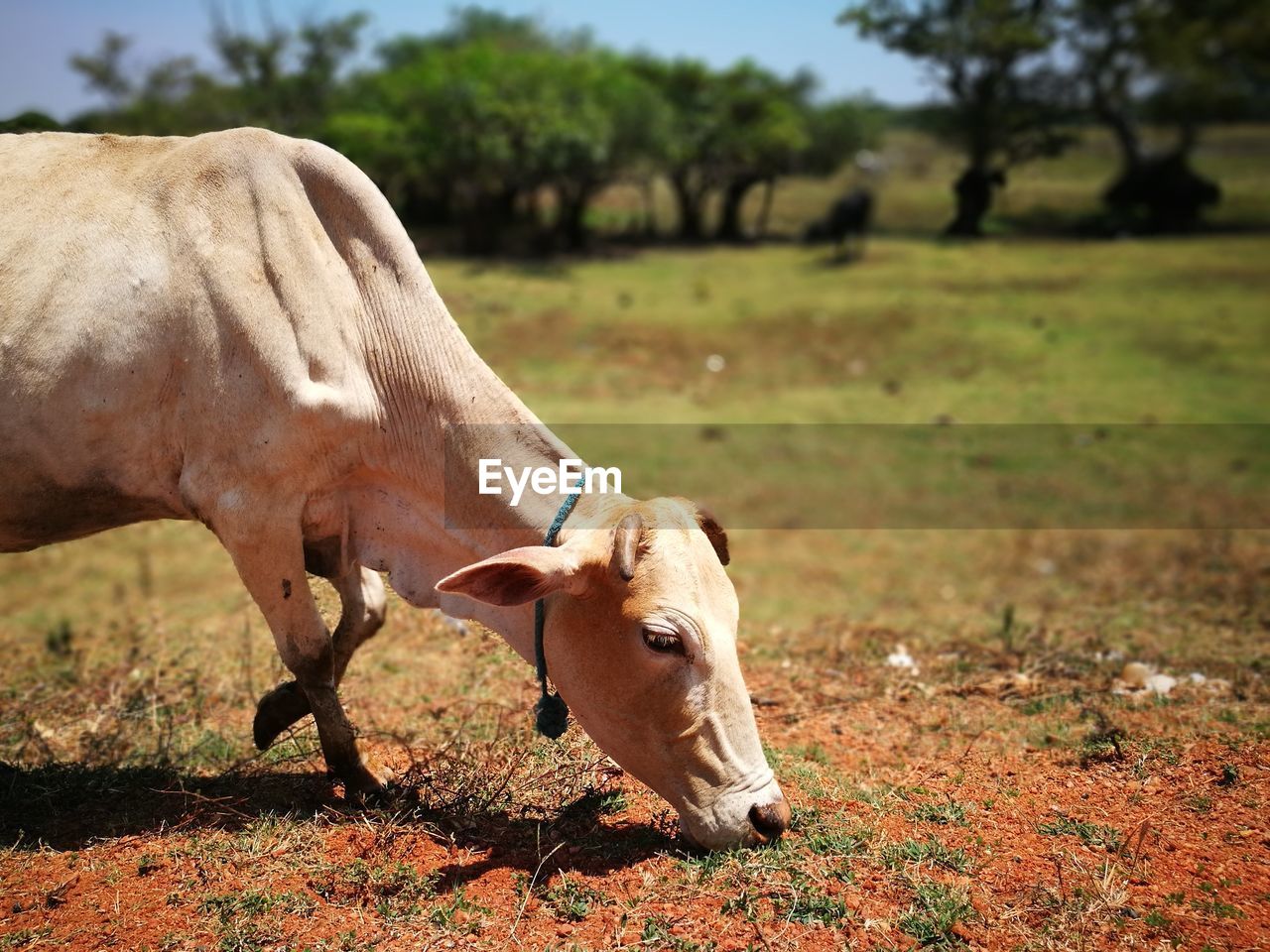 Cow in a field