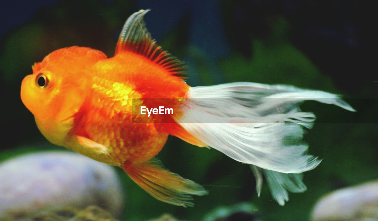 CLOSE-UP OF FISH UNDERWATER IN AQUARIUM