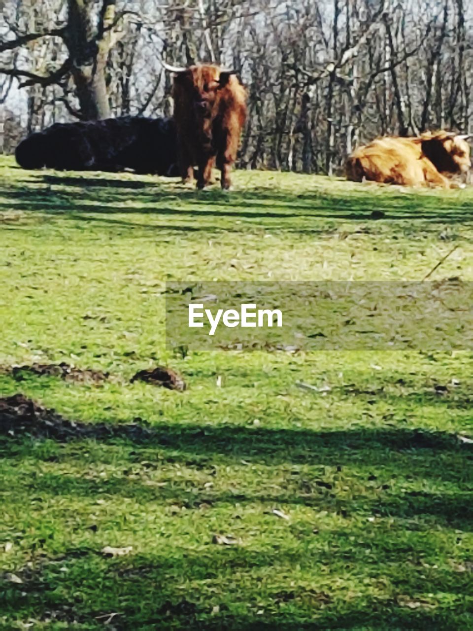 DOG ON FIELD BY TREE