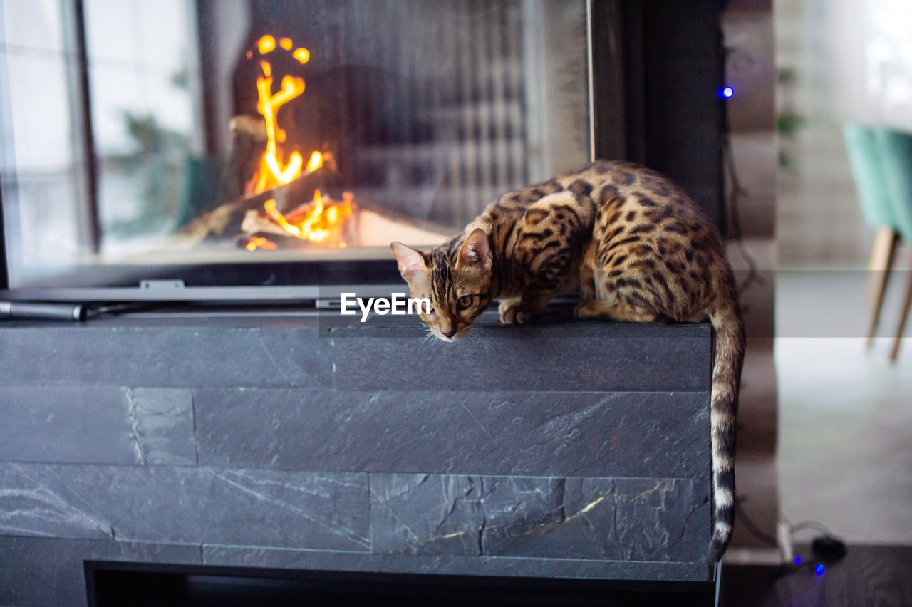A bengal cat lies near the fireplace with a fire and looks down attentively