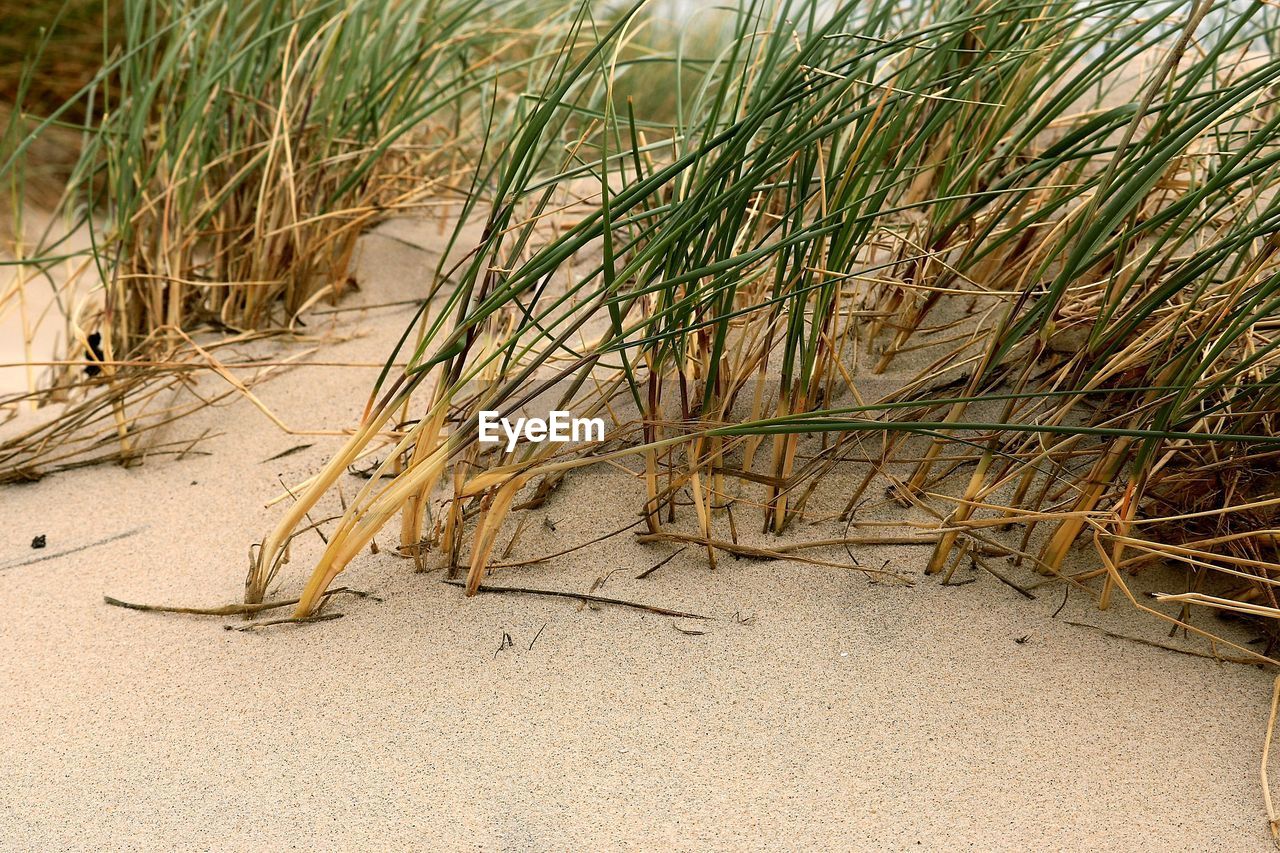 HIGH ANGLE VIEW OF GRASS ON SHORE