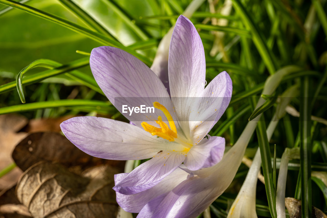 flower, flowering plant, plant, freshness, beauty in nature, crocus, petal, close-up, growth, nature, fragility, flower head, inflorescence, purple, iris, no people, macro photography, pollen, springtime, blossom, leaf, botany, outdoors, plant part, white, focus on foreground, water