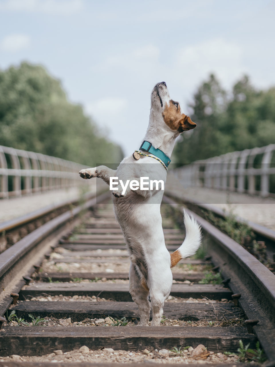 VIEW OF DOG ON RAILROAD TRACKS