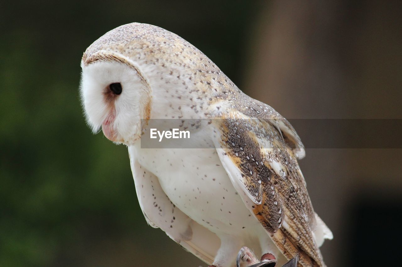 Close-up of barn owl