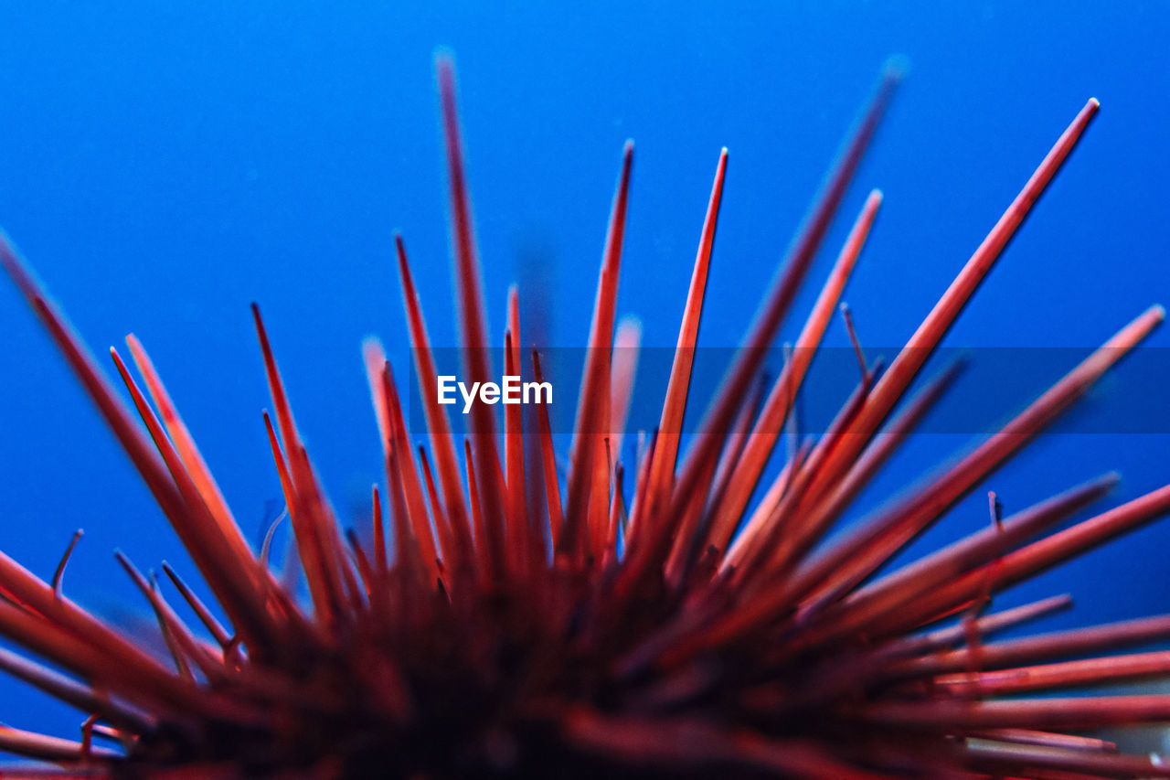 Red sea urchin against the blue of the pacific ocean, channel islands.
