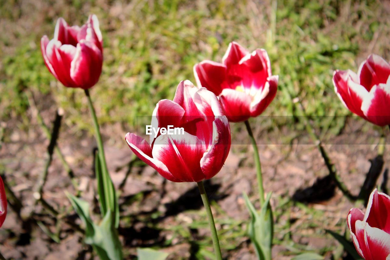 CLOSE-UP OF RED TULIPS IN BLOOM