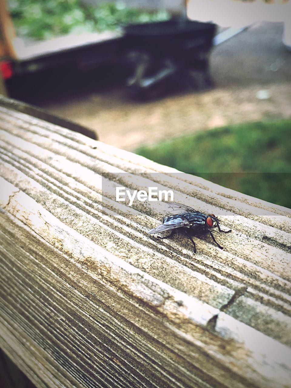 Close-up of insect on wood