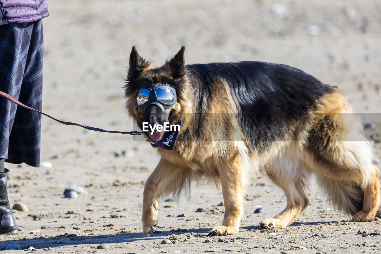pet, animal, mammal, animal themes, domestic animals, dog, one animal, canine, beach, land, sand, nature, german shepherd, clothing, standing, pet leash, leash, carnivore, sunlight, motion, outdoors, walking, east-european shepherd, day, animal hair, one person, lifestyles, focus on foreground, purebred dog