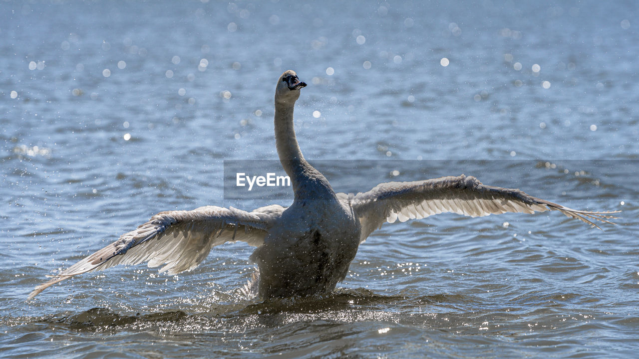 Bird flying over sea