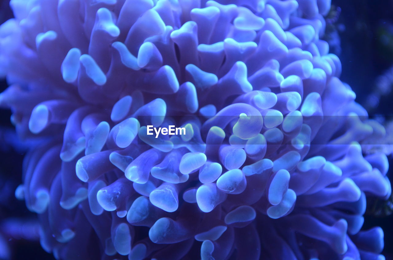 Close-up of blue corals