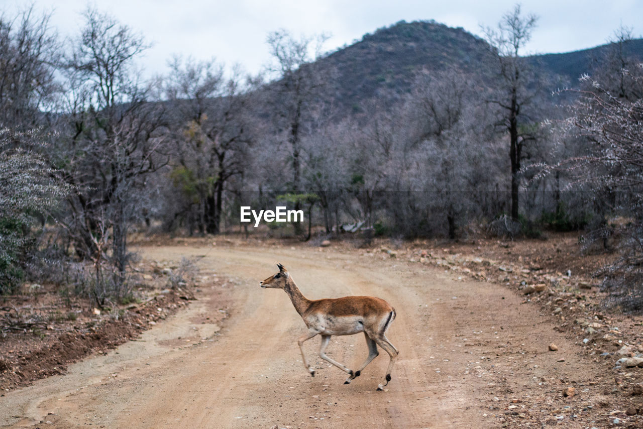 side view of a deer