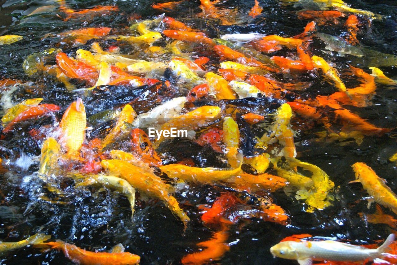 High angle view of koi fishes swimming in pond