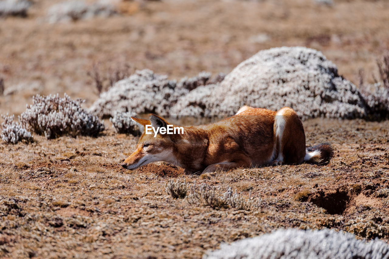 fox running on field