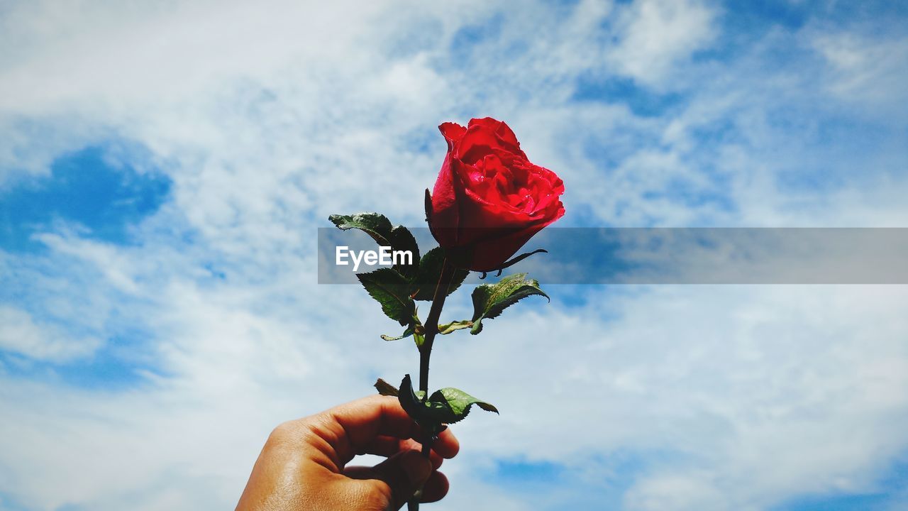 Cropped hand holding red rose against sky