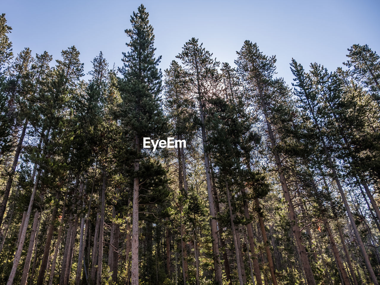 Low angle view of pine trees in forest against sky