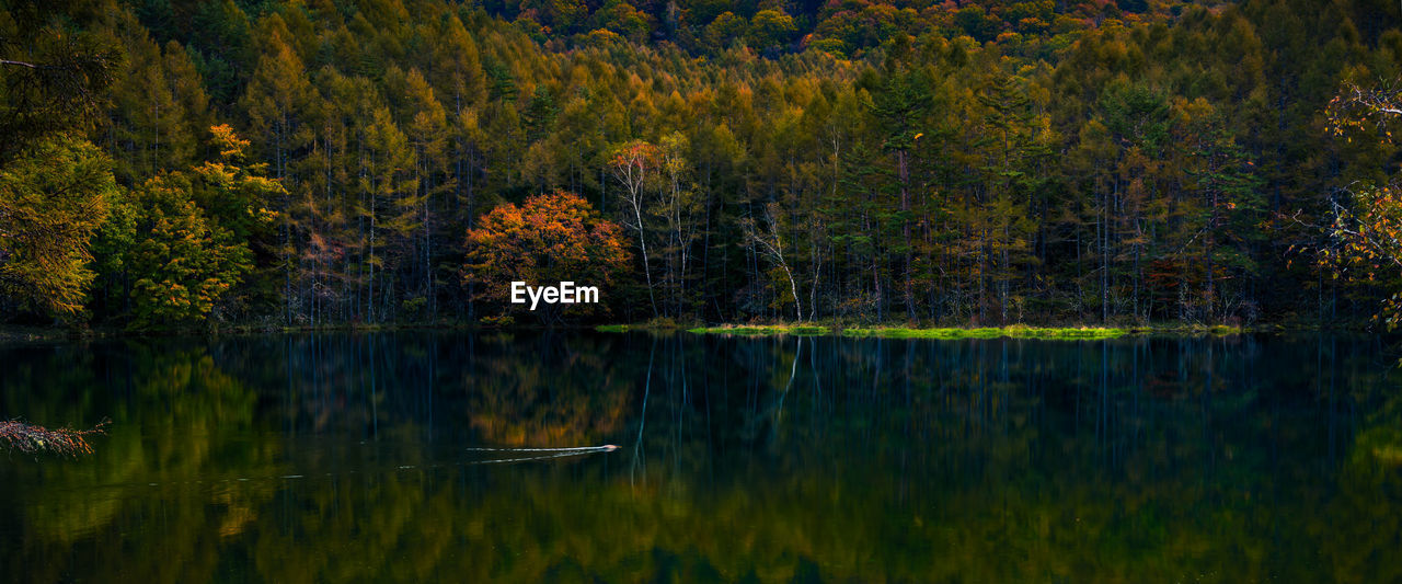 REFLECTION OF TREES IN LAKE